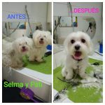 El Rincón De Rufo – Peluquería Canina en Torremolinos