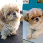 El Rincón De Tu Mascota – Peluquería Canina en Navia