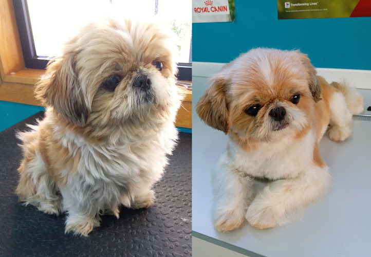 El Rincón De Tu Mascota en Asturias