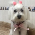 El Salon Canino – Peluquería Canina en Elche