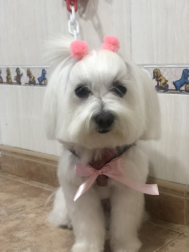 El Salon Canino en Alicante