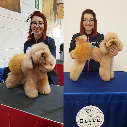 Élite Salón Canino - Peluqueria Canina Y Academia En Pola De Siero en Asturias