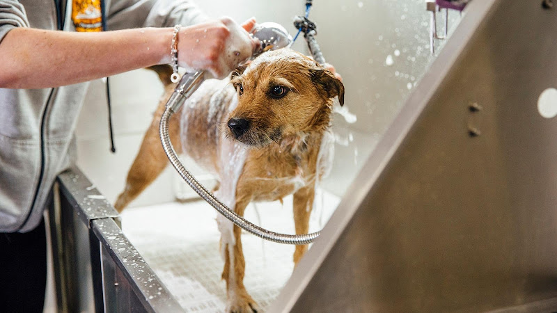 Els Reis De La Casa en Girona