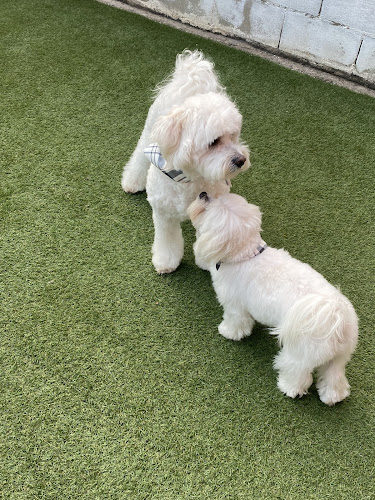 Encanto Canino en Sevilla