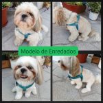 Enredados Peluquería Canina – Peluquería Canina en Leganés