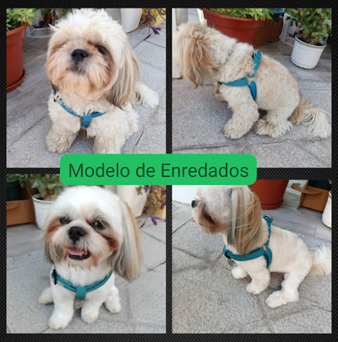 Enredados Peluquería Canina en Madrid