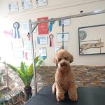 Entre Pelos – Peluquería Canina en Gijón