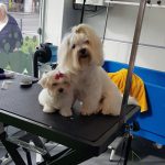 Entre Pelos Y Burbujas – Peluquería Canina en Puente San Miguel