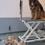 Eos Estilista Canina – Peluquería Canina en Bilbao