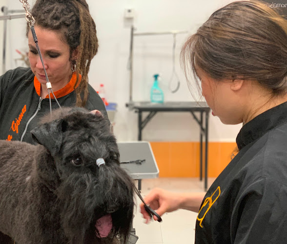Escuela De Peluquería Canina Mónica Gómez En Madrid - Alonso Cano en Madrid