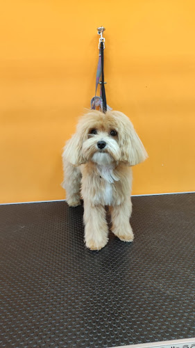 Escuela Y Peluqueria Canina Reyes 4 en Sevilla