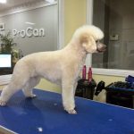 Escuelaprocan – Peluquería Canina en Pozuelo De Alarcón
