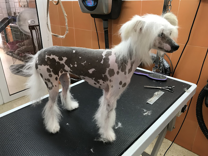 Esos Pelillos Perruquería De Gossos en Barcelona