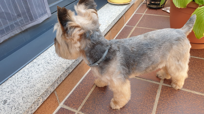 Estela Peluquería Canina en Salamanca