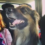 Estil Animal – Peluquería Canina en Sa Vileta-son Rapinya
