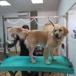 Estilismo Canino Jeni Illescas – Peluquería Canina en Santiago Y Zaraíche
