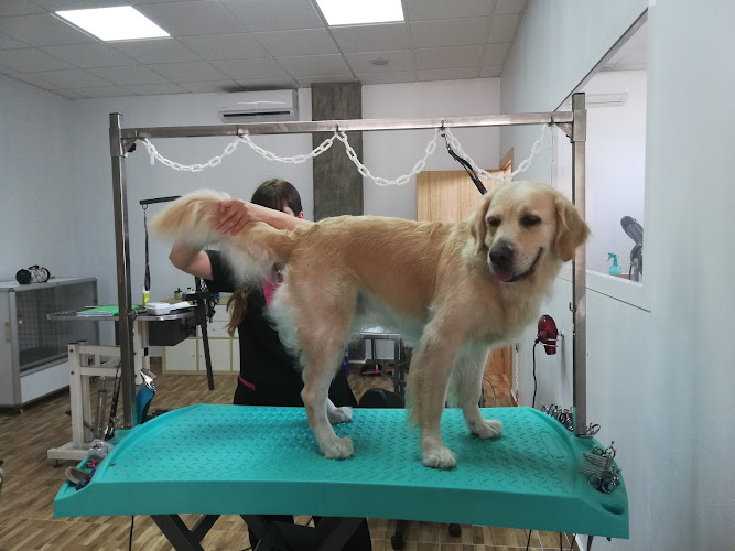 Estilismo Canino Jeni Illescas en Murcia