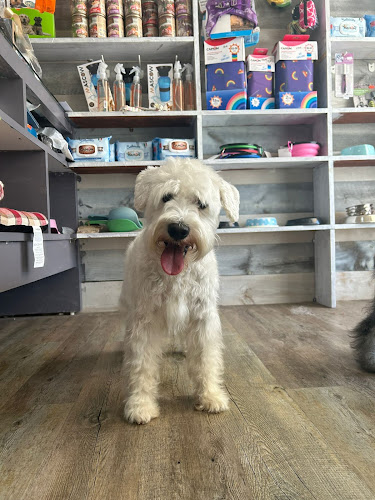 Estilismo Canino Raquel Ors en Alicante