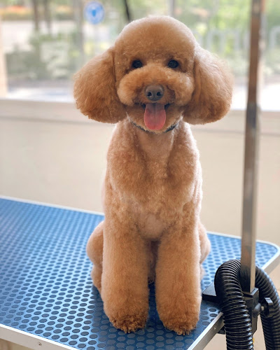 Estilismo Canino Rentigos By Anna Paradeda en Girona