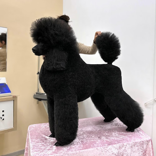 Estilista Canina Sandra Navarro en Castellón