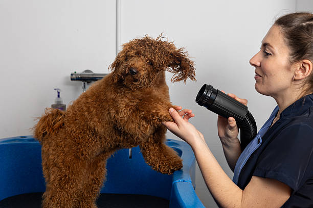 Estilo Canino en Málaga