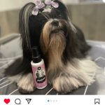 Estilo Canino – Peluquería Canina en Oviedo