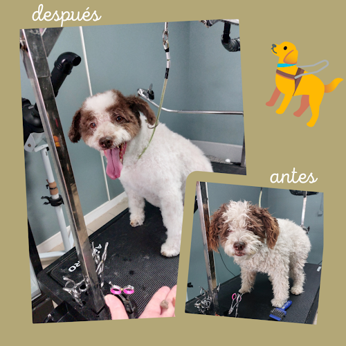 Fashion Pets Alovera en Guadalajara