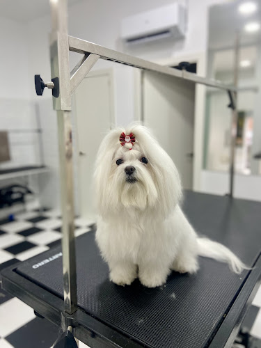 Fieras & Tijeras - Peluqueria Canina en Madrid