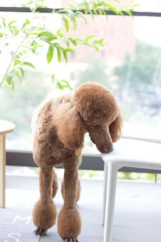 Ganesha en Barcelona