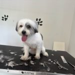 Garbi Kan, Peluquería Canina, Autolavado De Perros – Peluquería Canina en Irun