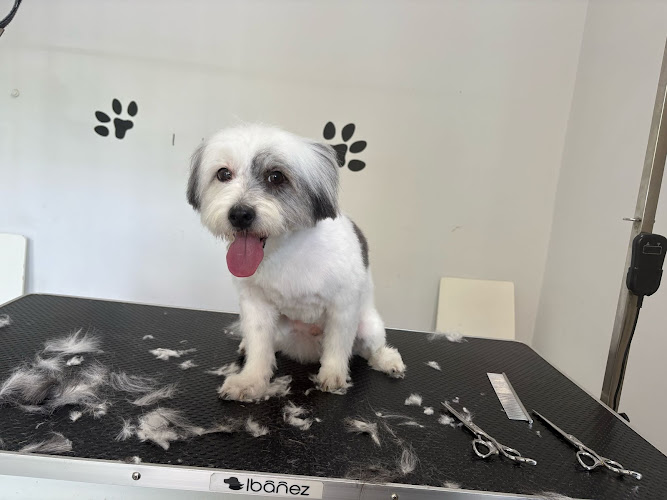 Garbi Kan, Peluquería Canina, Autolavado De Perros en Gipuzkoa