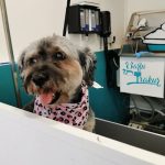 Garbitxakur Amara. Autolavado De Mascotas Y Peluquería Canina. – Peluquería Canina en Donostia-san Sebastian