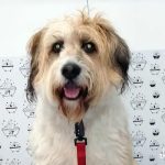 Garbitxakur Irún – Peluquería Canina en Irun