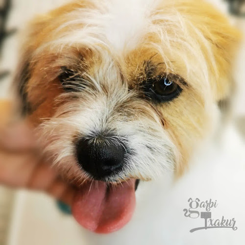 Garbitxakur Santutxu. Peluquería Canina, Felina Y Autolavado De Mascotas. en Biscay