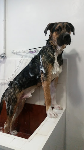 Gat I Gos D'horta Peluqueria Canina Y Felina en Barcelona