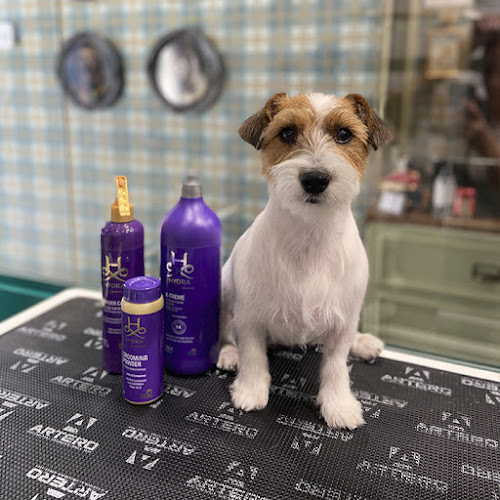 Gentlecan - Perros Estilosos en Madrid