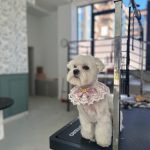 Glamdog Salón Canino – Peluquería Canina en Oviedo