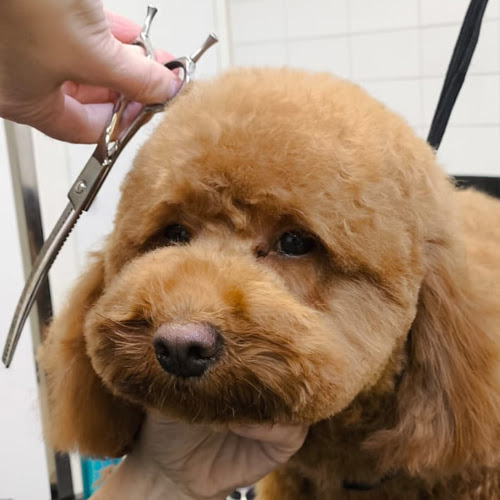 Good Groomers en Madrid