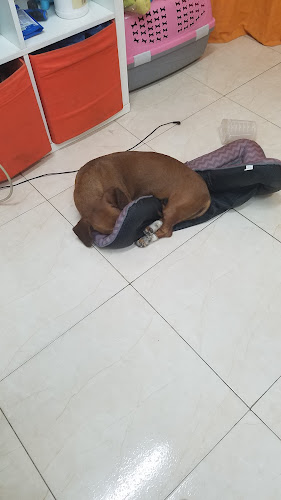 Gos Feliç en Barcelona