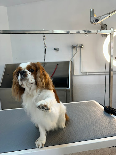 Gos Style - Peluquería Canina Y Tienda De Animales en Barcelona