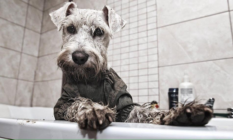 Gossanova Peluquería Canina Rubens en Barcelona