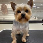 Groom & Paws – Peluquería Canina en Calahorra