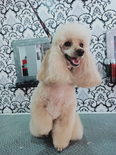 Grooming Area Bcn en Barcelona