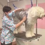 Guaci Guau – Peluquería Canina en Valls