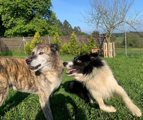 Guarderia Canina Navia Y Tapia en Asturias