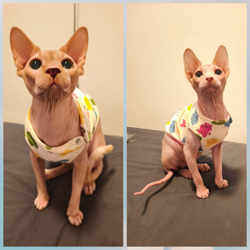 Guardería Miau en Las Palmas
