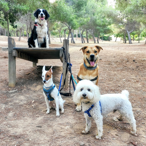 Guardería Perros Tarragona. Gemma Dogbuddy en Tarragona