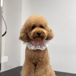Guascissors – Peluquería Canina en Las Palmas De Gran Canaria