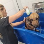 Guashguash – Peluquería Canina en Castellón De La Plana