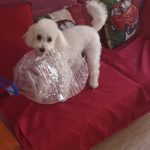 Guau Centro Canino – Peluquería Canina en La Laguna